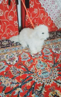 واگذاری سگ