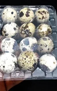 پک ۱۲ تایی تخم بلدرچین