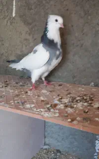 پشتار سبز