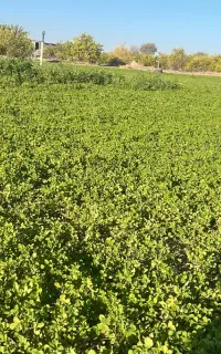 یونجه درجه یک بدون علف بسته بندی شده