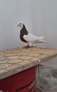 سرول کلفه