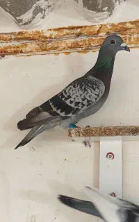 کبوتر گرفتنی مسافتی