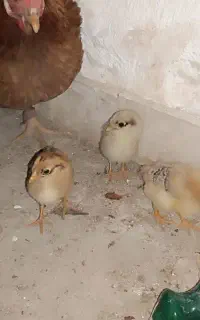 مرغ جوجه