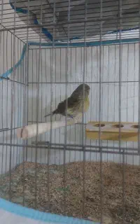 قناری گلستر ماده