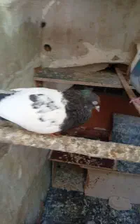 کبوتر رنگی تمیز کاکلی