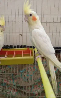 عروس هلندی