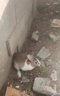 خرگوش