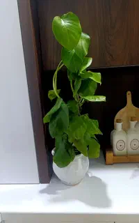گل برگ انجیری با گلدان