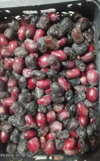 خرما تازه به قیمت عمده