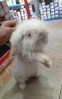 خرگوش فرانسوی