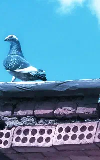 پرنده