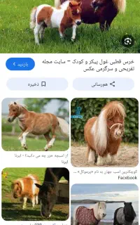 اسب پیدا شده