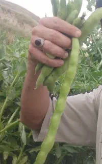 باقلا هفت بند، زود رس