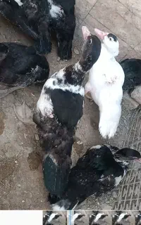 اردک اسرائیلی