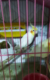 عروس هلندی مولد