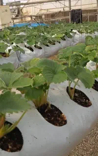 خرید و فروش گروبک توت فرنگی بستر