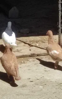 کبوتر زرد