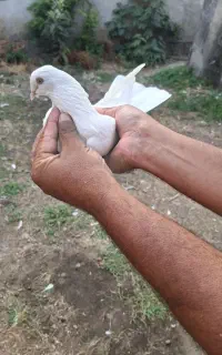 دوتا کبوتر نر وماده تیر ماهی