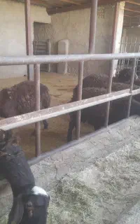 فروش گوسفند گشتار