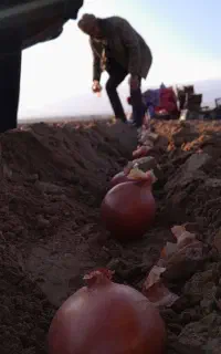 بذر سوپر ویژه فلات هفت پوست