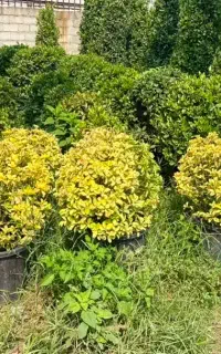 فروش شمشاد سایز بزرگ
