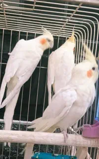 عروس هلندی