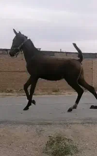 کره مادیون