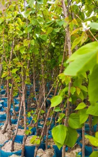 نهال زردآلو ریشه پر