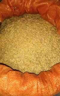 بذر برنج صدری هاشمی اعلاء