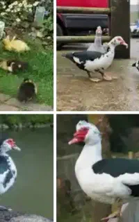 جوجه اردک روسی