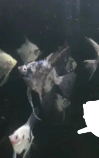 ماهی آنجل مولد و پیش مولد و کالر ویدئو