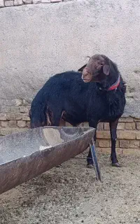 فروش قوچ قره غزل