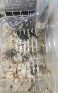 بچه ماهی مولی با گوپی