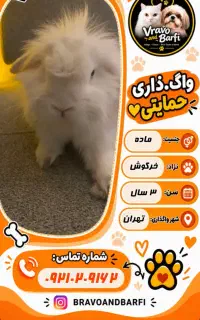 واگذاری خرگوش