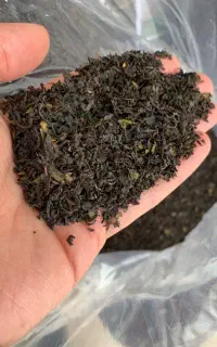 چای بهاره ۵ کیلویی به قیمت عمده