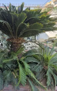 فروش درختچه سیکاس
