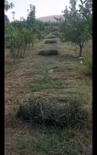 علف باغچه مخصوص گوسفند و گاوو