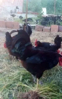مرغ و خروس استرالوپ