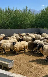 نگهبان لازم داریم