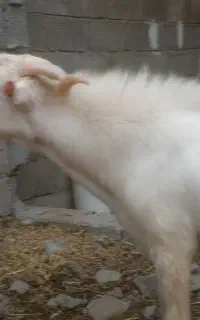 نر بز سانن کیلویی ۶۲۰