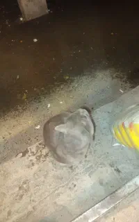 گربه اهلی