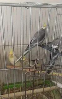 عروس هلندی سهره خاکی