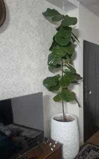 گل فیکوس