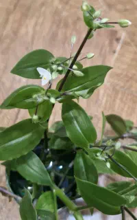 گل چشم آهویی سبز(گل سایه)