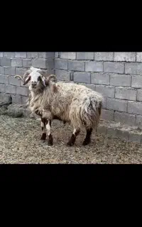 پشم گوسفند سراسر کشور الورام