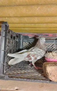 کفتر زور دار