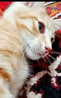 گربه نارنجی گمشده