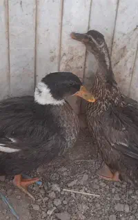 یک جفت اردک