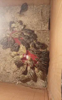 بلدرچین جوجه سی و یومورتاسی
