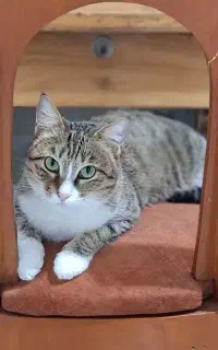 واگذاری رایگان گربه